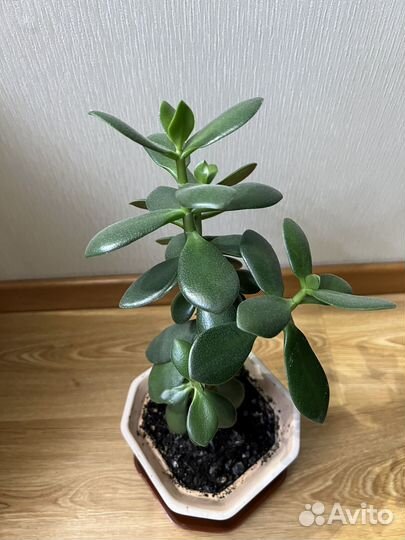 Денежное дерево красула толстянка