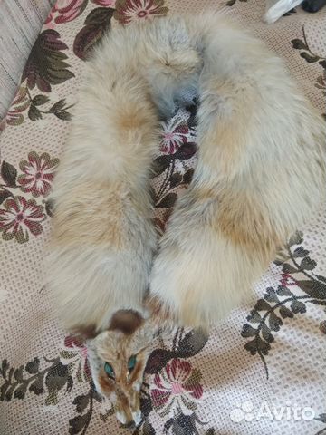 Горжетка из лисы