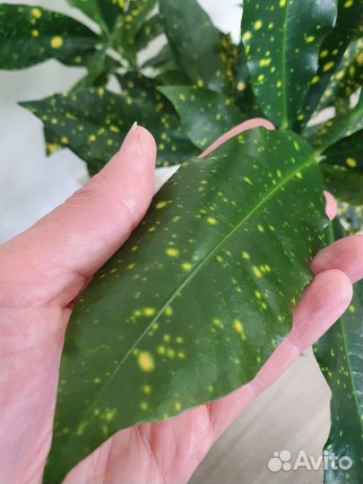 Комнатные цветы Кодиеум (кротон) 