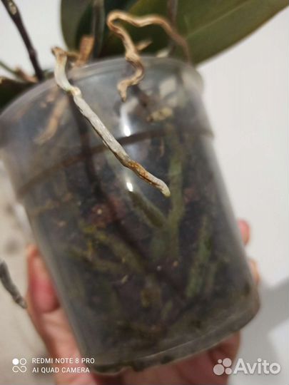 Орхидея фаленопсис