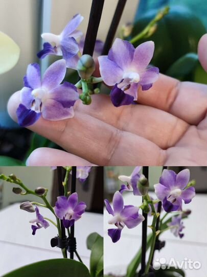 Орхидеи фаленопсис