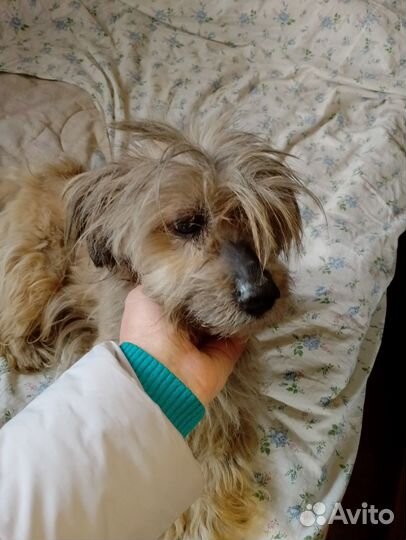 Найдена собака