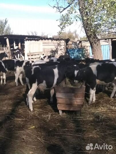 Телята бычки