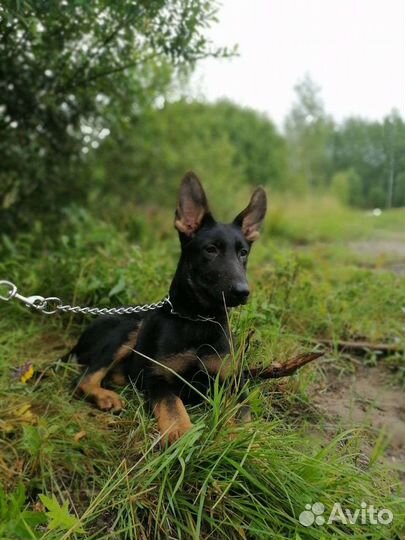 Девочка редкой красоты РКФ