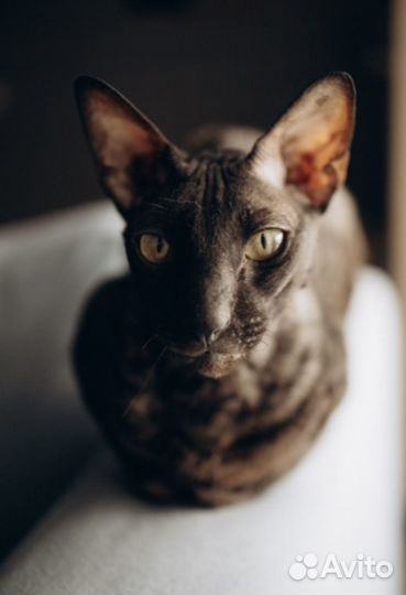 Продаем кота