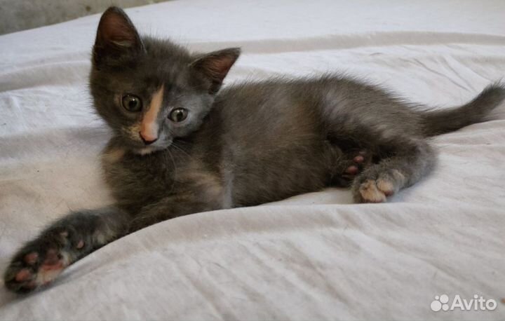 Котенок серый в хорошие руки