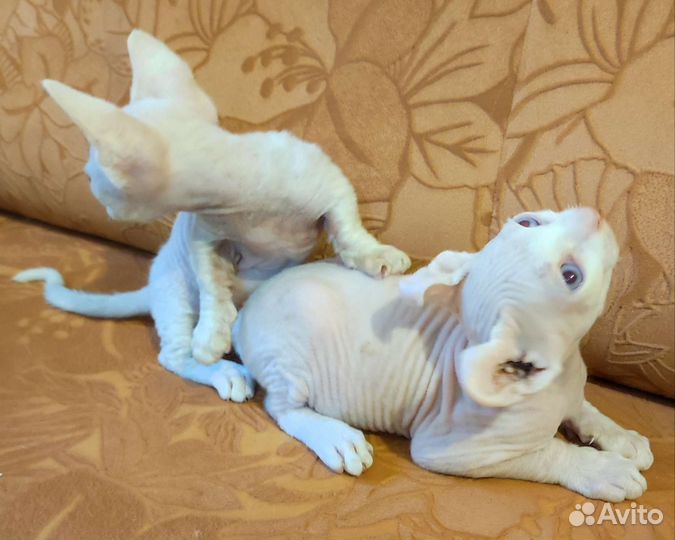 Канадский сфинкс эльф котенок