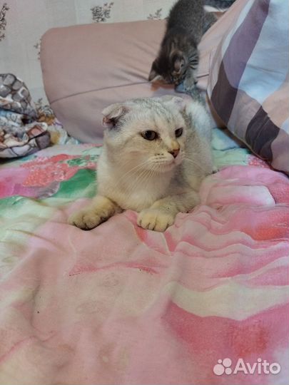 Британские котята
