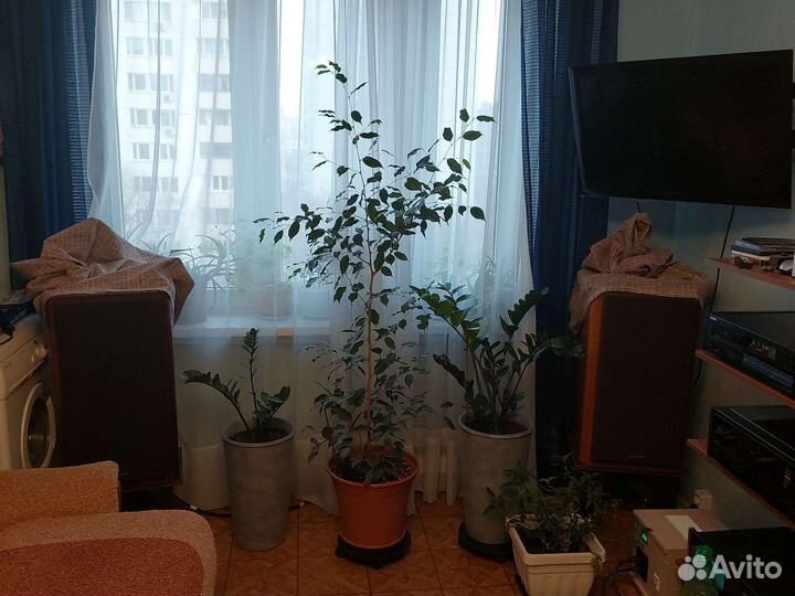 Берёзка домашняя