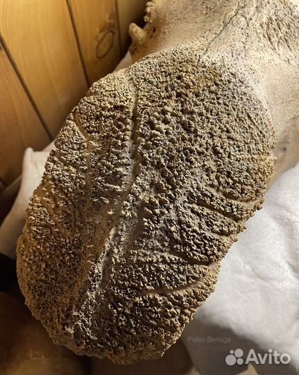 Череп шерстистого Н-О-С-О-Р-О-Г-А