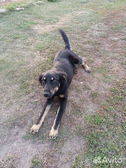 Собаки бесплатно в добрые руки