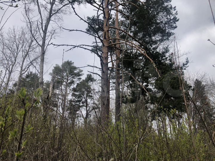 Участок 6 сот. (СНТ, ДНП)