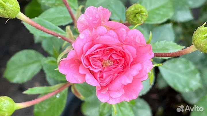 Садовый центр Елены Мухиной. Саженцы Нижневартовск