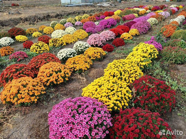 Черенки хризантемы мультифлора