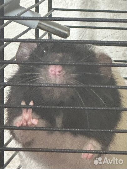 Крыски в добрые руки