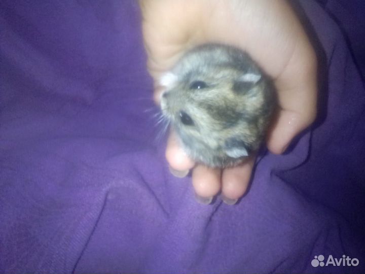 Очень милые и ручные джунгарзские хомяки