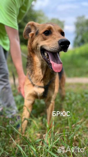 Добрый и ласковый пес в поисках семьи