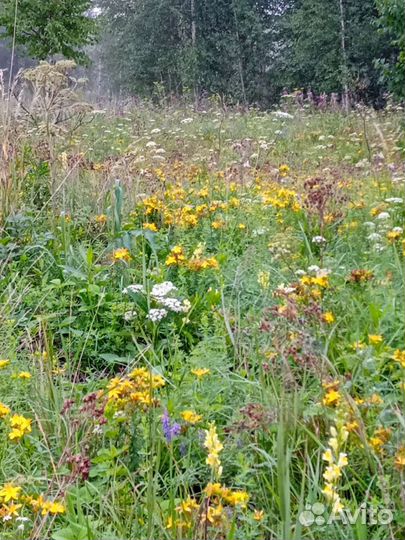 Накачали свежий мёд