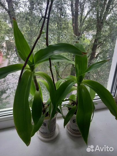 Растение золотой ус