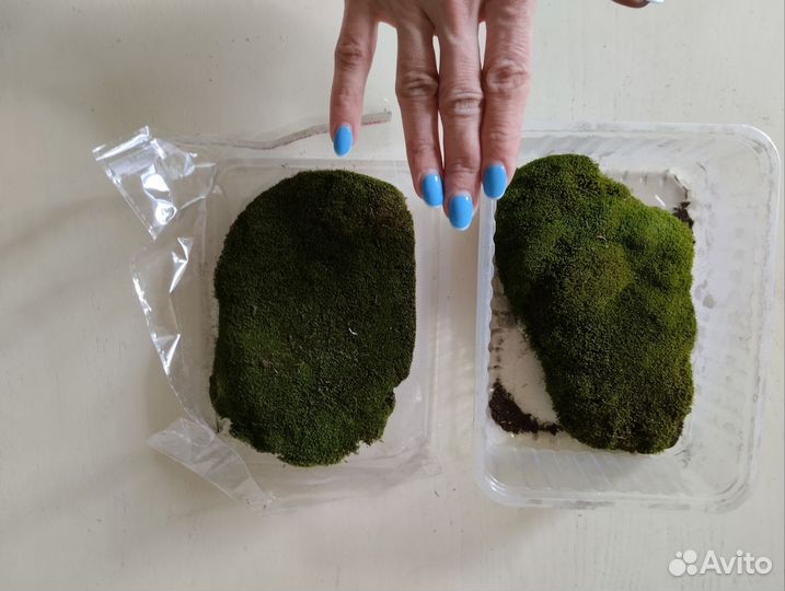 Мох сухой для декора (ягель, сфагнум)