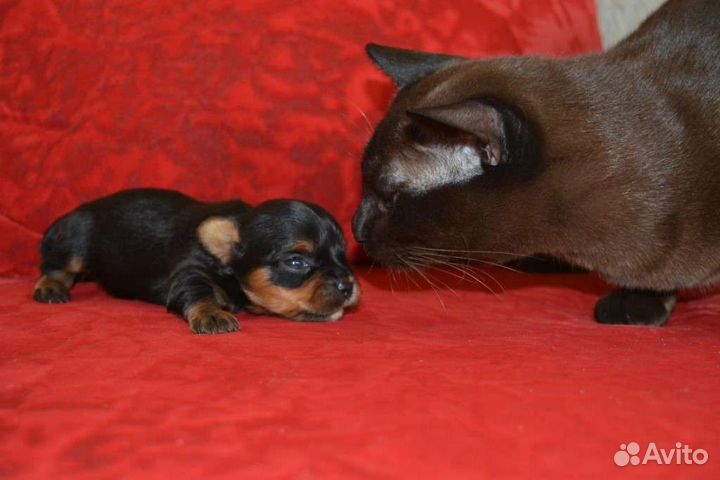 Мини девочка йоркширского терьера