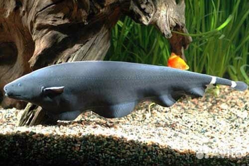 Аквариумные рыбки