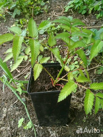 Тибетская малина или Малиника, 4 шт