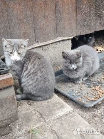 Котята в добрые руки бесплатно