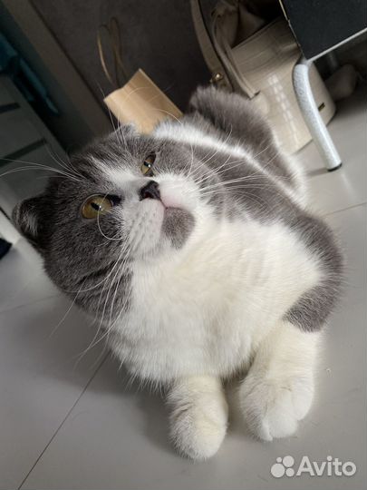 Шотландский вислоухий кот
