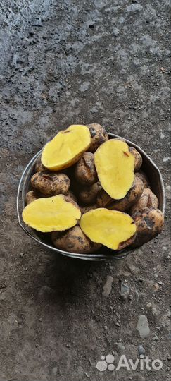 Картофель мелкий (семенной)