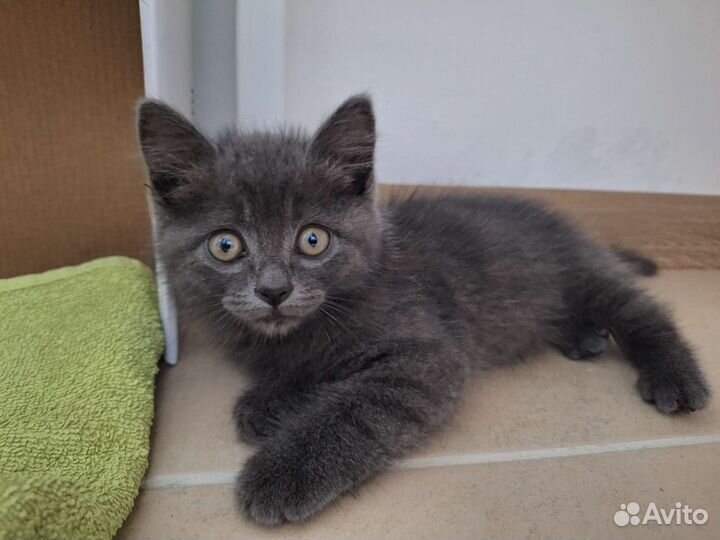 Отдам бесплатно