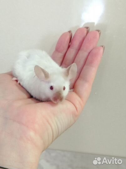 Декоративные мыши