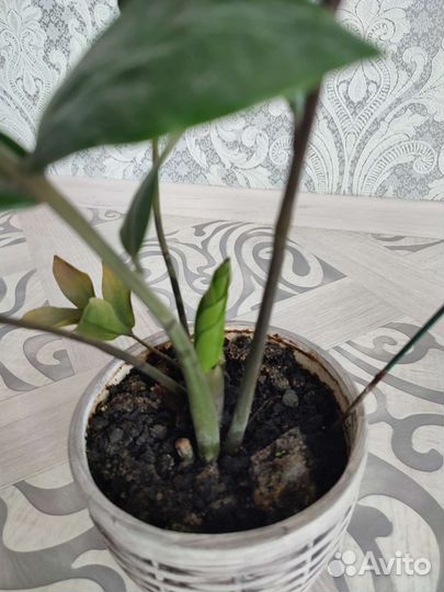 Замиокулькас. Долларовое дерево