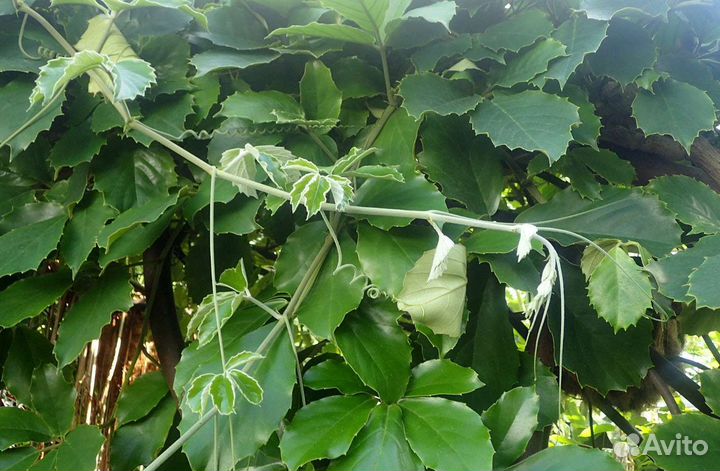 Тетрастигма Вуанье