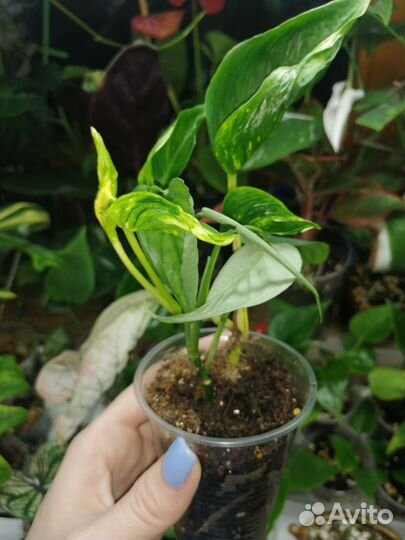 Эпипремнум Godzilla/ Годзилла вариегатный