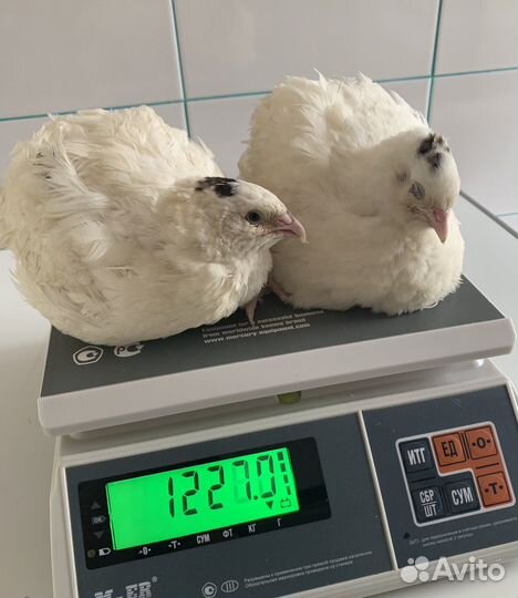 Инкубационное яйцо перепела *BigQuail