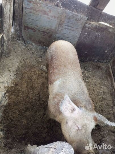 Хряк на племя