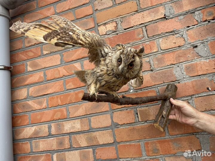 Чучело разных животных