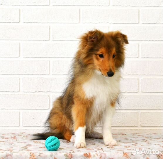 Щенки шелти