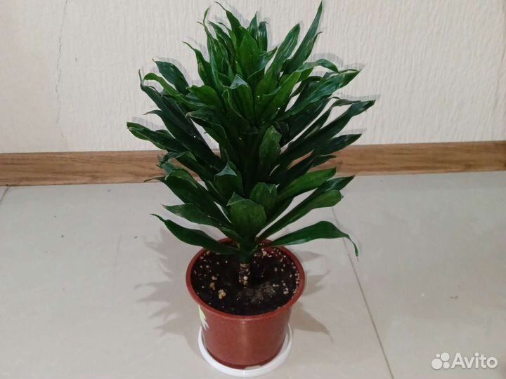 Драцена компакта