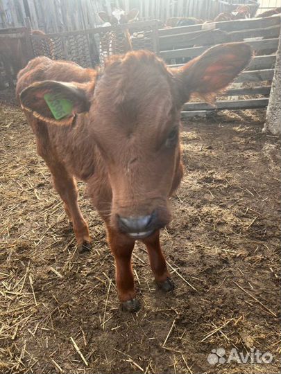Телята бычки племенные с доставкой