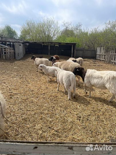 Баранчики тексель на племя