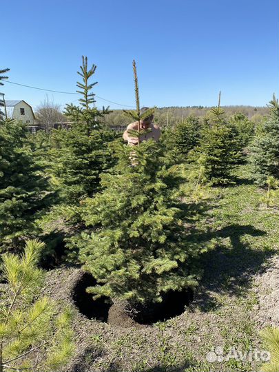 Ель колючая сизая