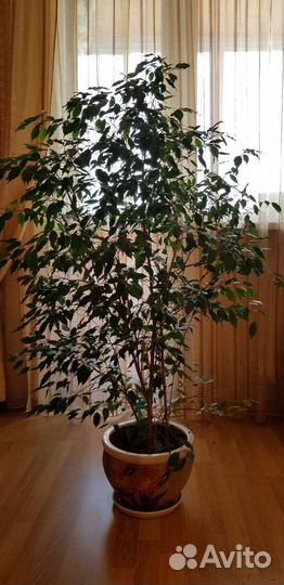 Фикус бенджамина