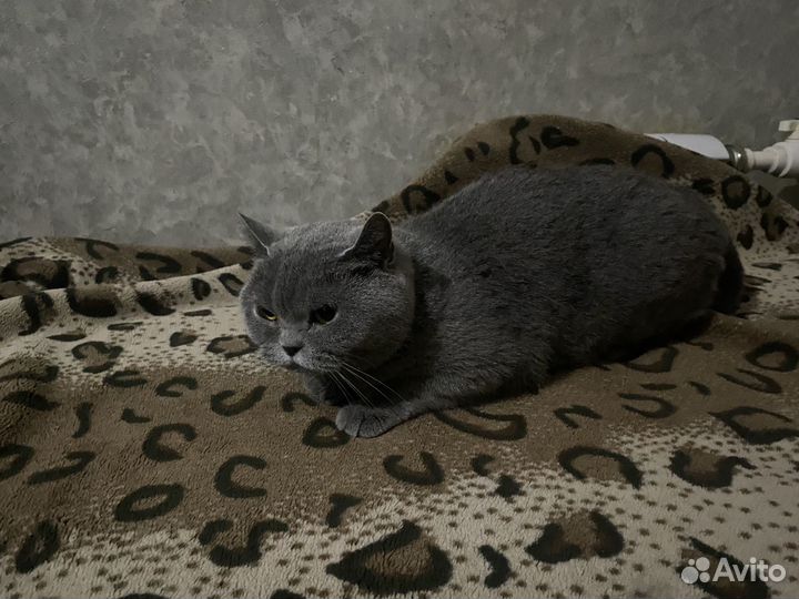 Британская кошка