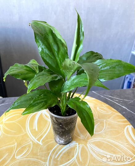 Спатифиллум женское счастье