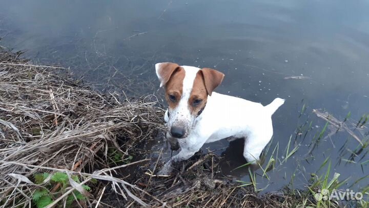 Вязка джек Рассел терьер