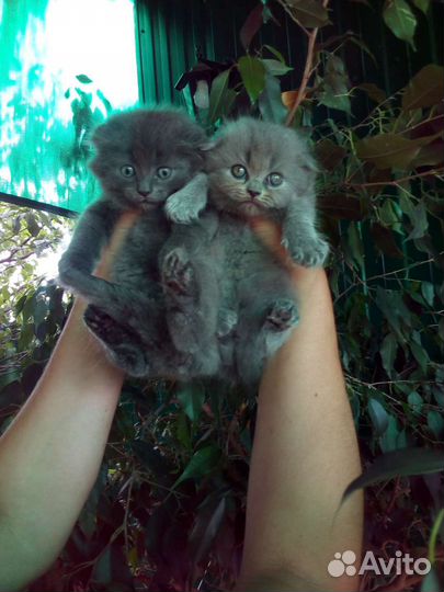 Шотландские котята