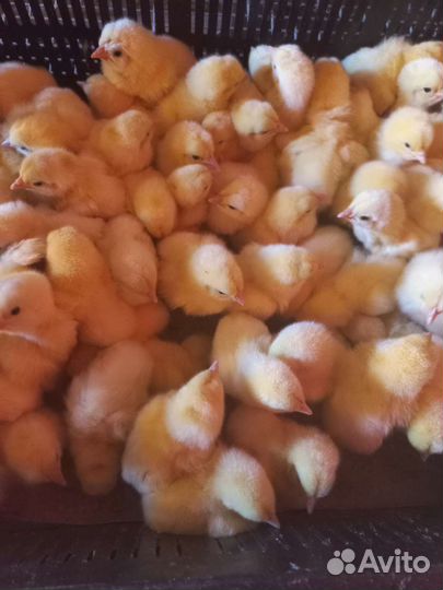 Цыплята бройлеры сут, индюшата биг 6