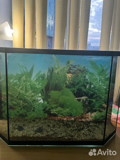 Аквариум